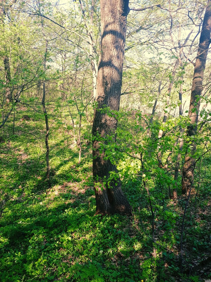Spring