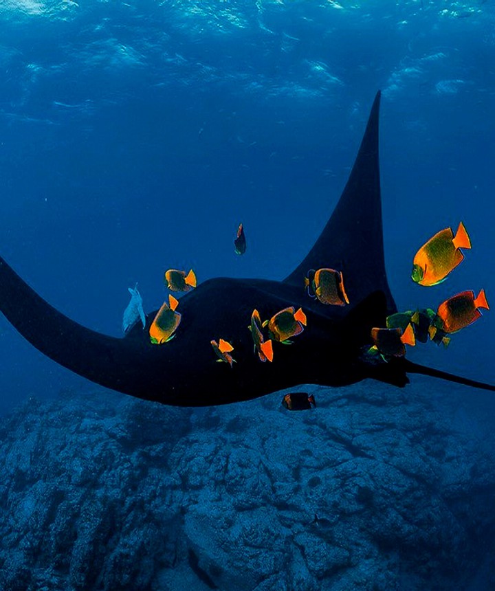 Mantle Ray and his Colorful Entourage