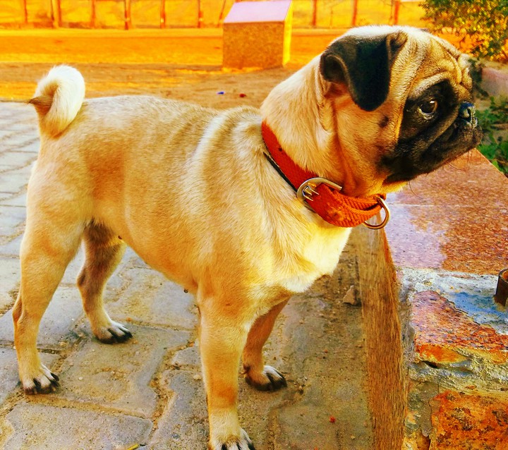 Sandy my pug..