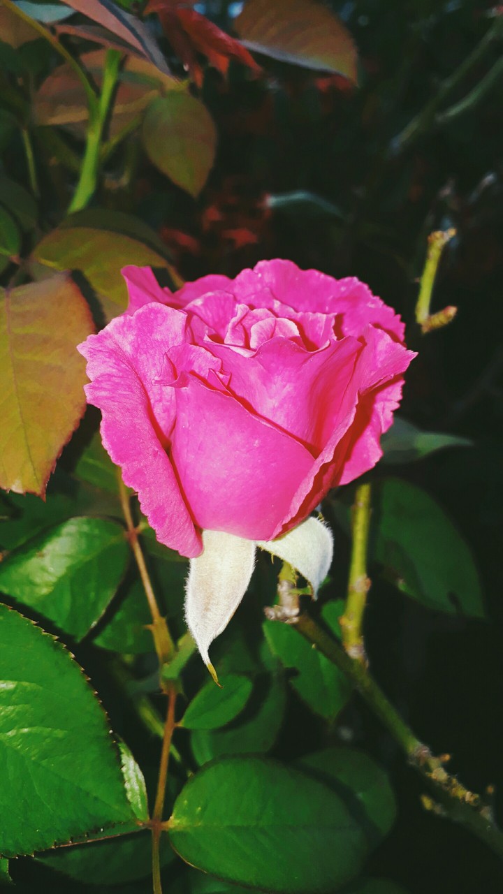 Rose #Natural