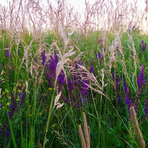 sfondi botany, grassland