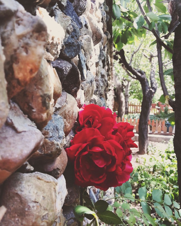 rozes