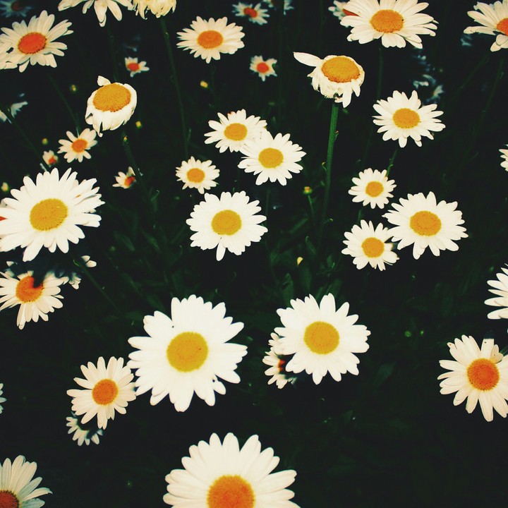 Blumenwiese