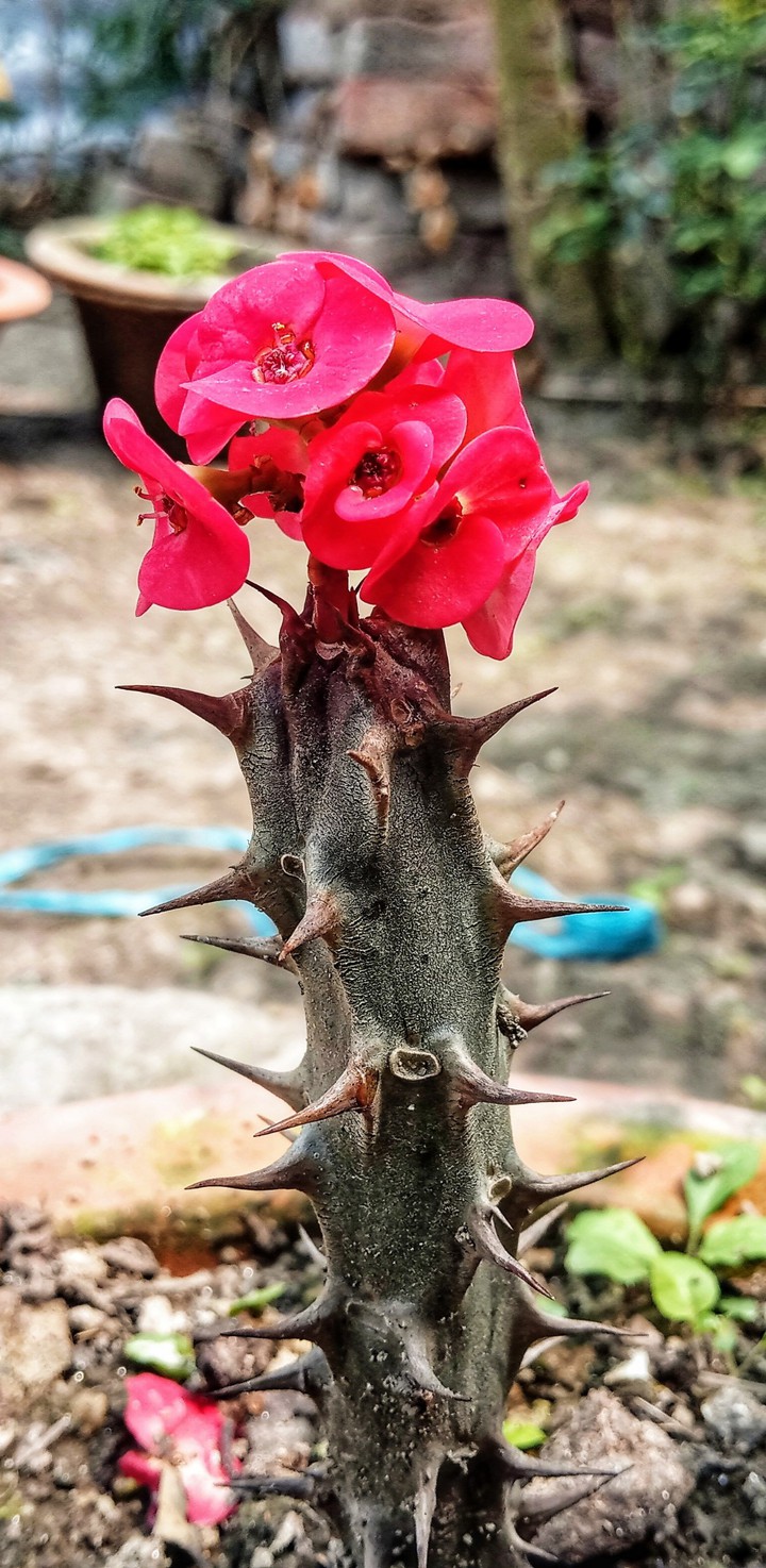 cactus