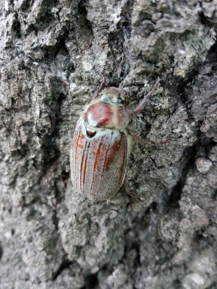 Maybug