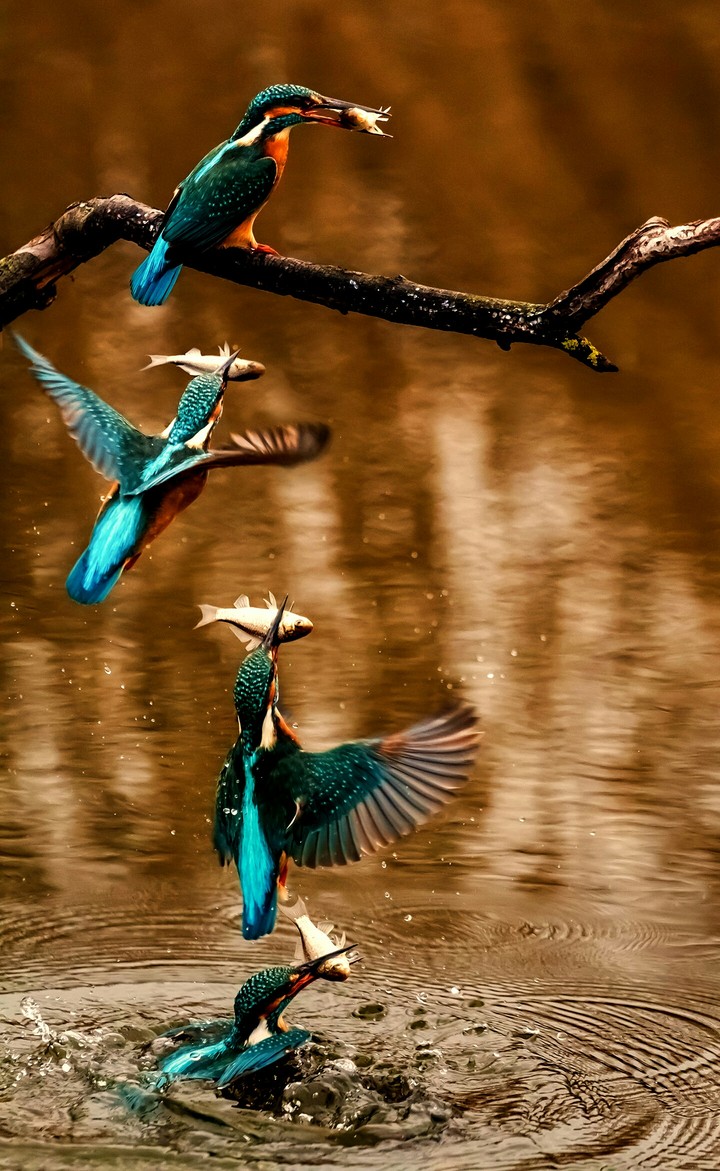 birds
