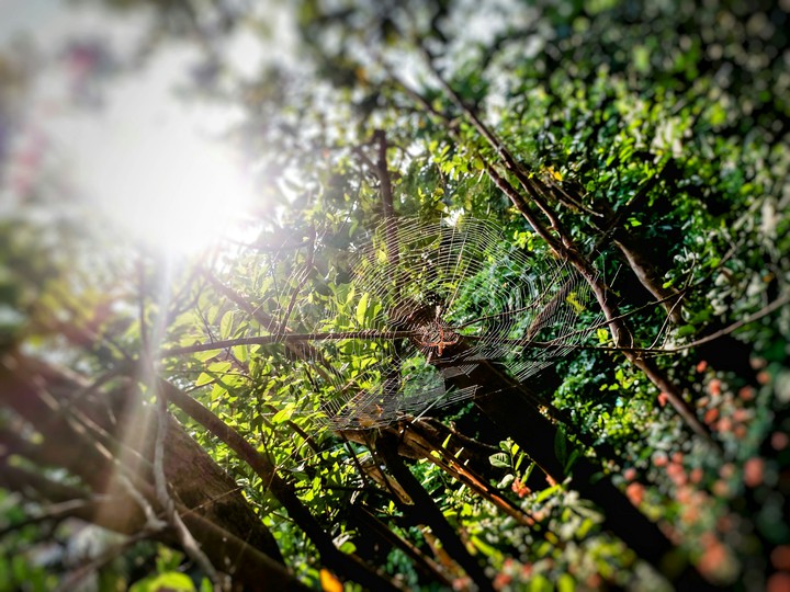 spiderweb