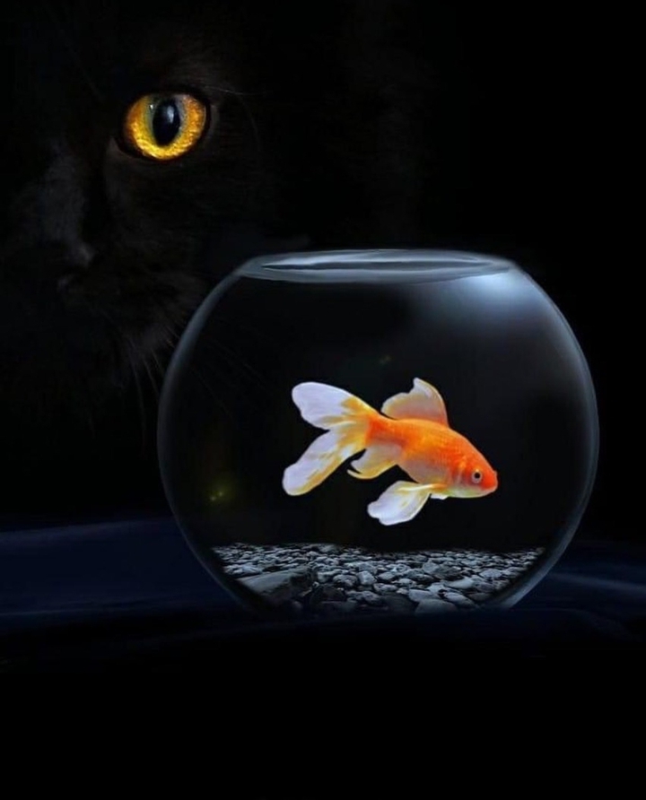 #cat