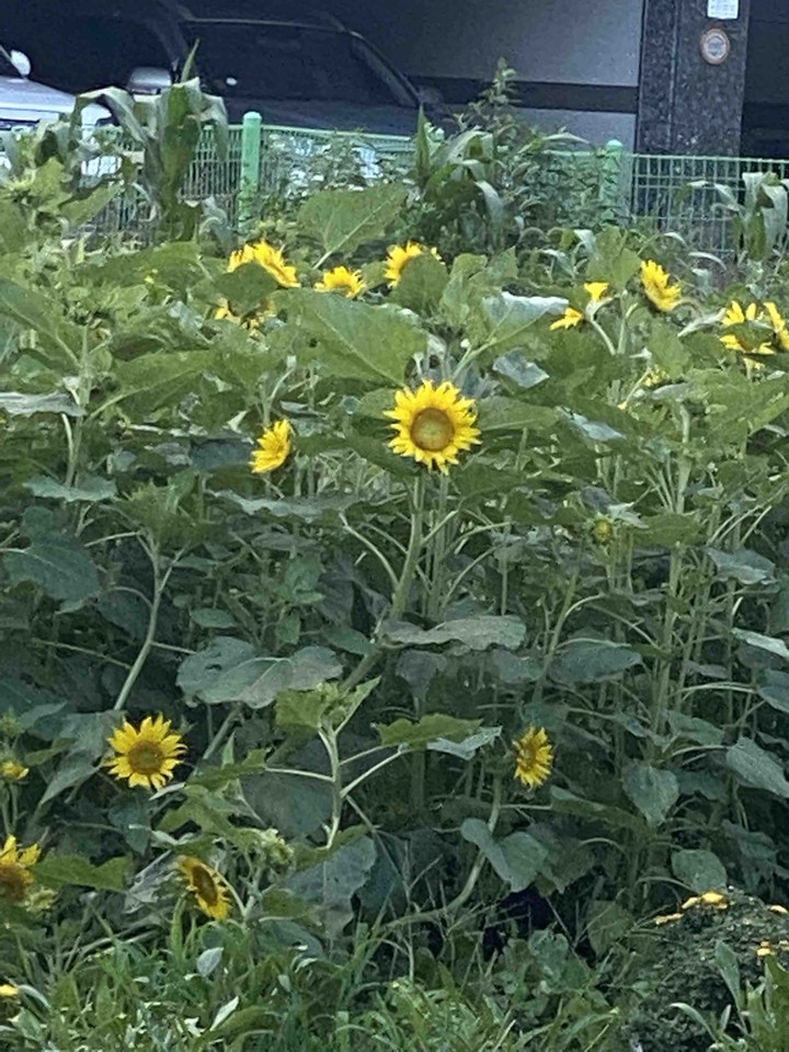 해바라기
