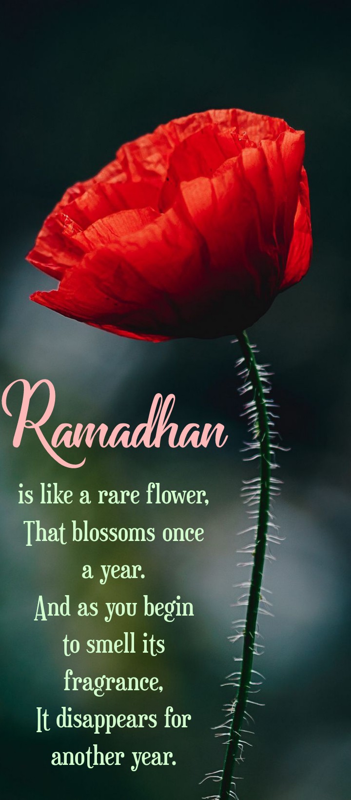 Ramadan Kareem.