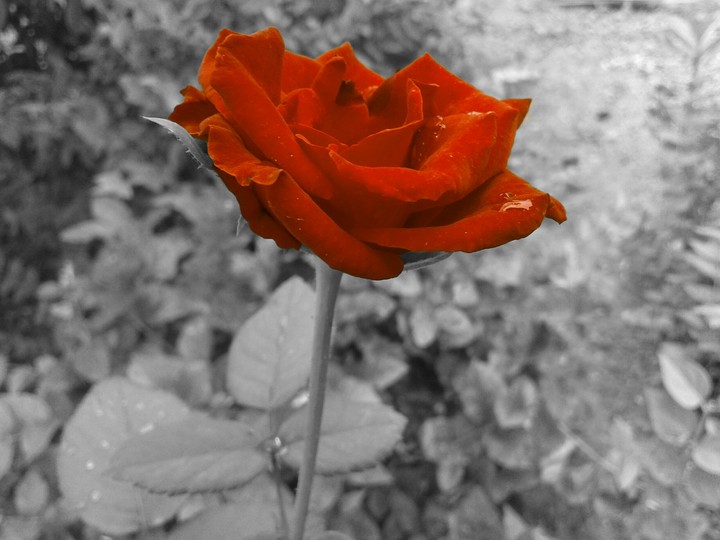 Red is attractive!!!