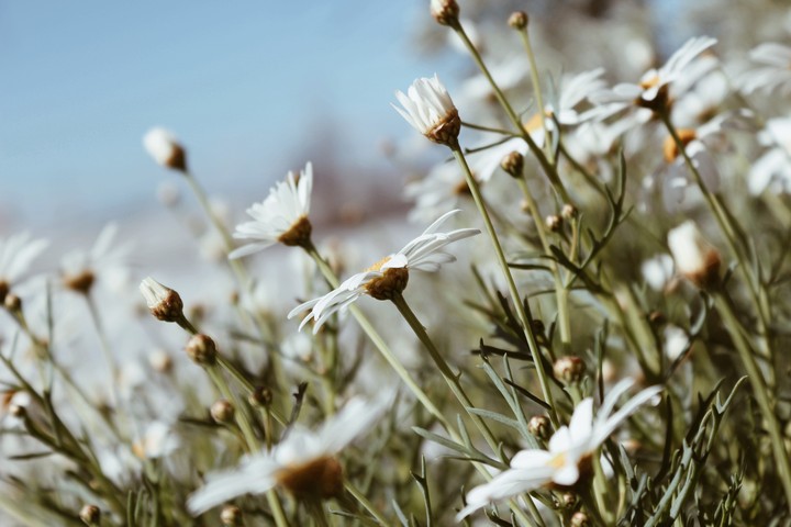 daisy