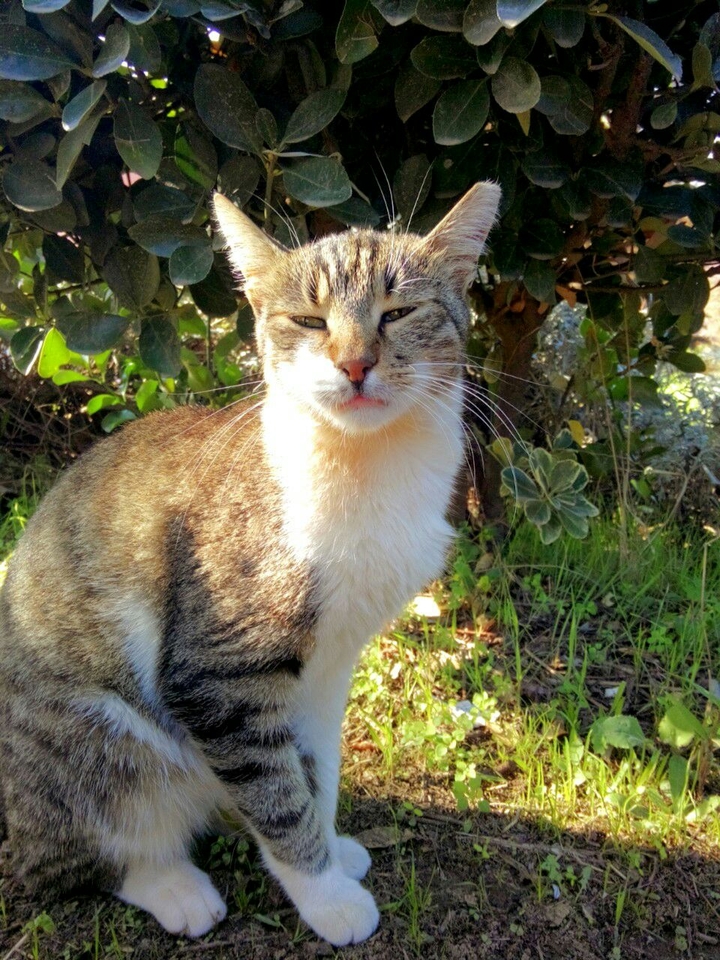 lovely cat