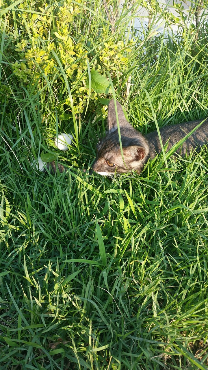고양이