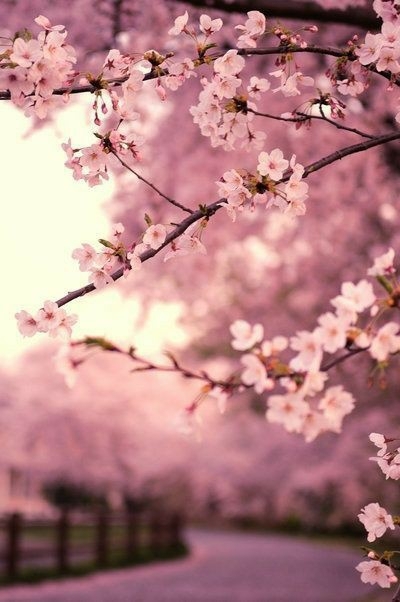 cherryblossoms