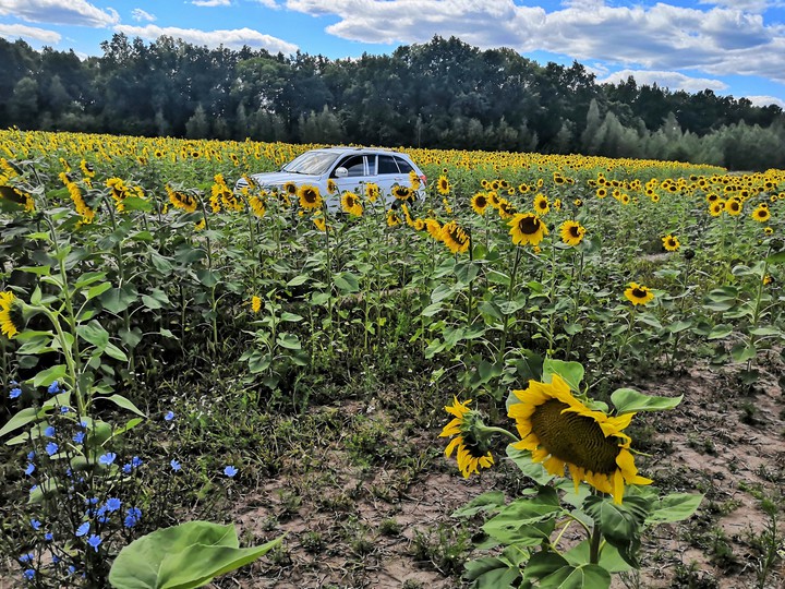 поле