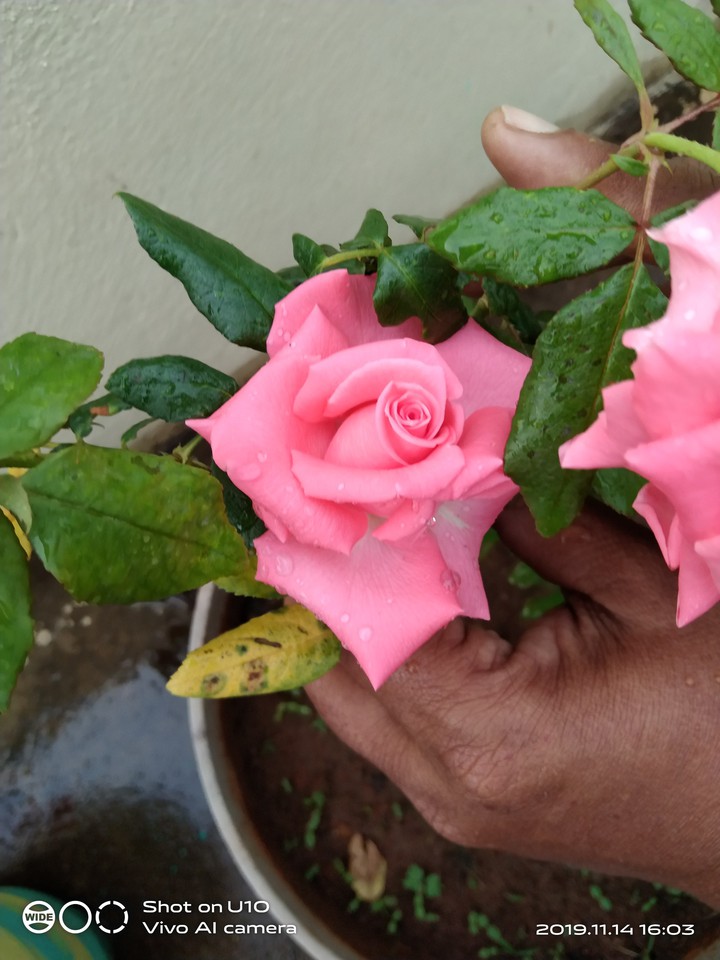 roses
