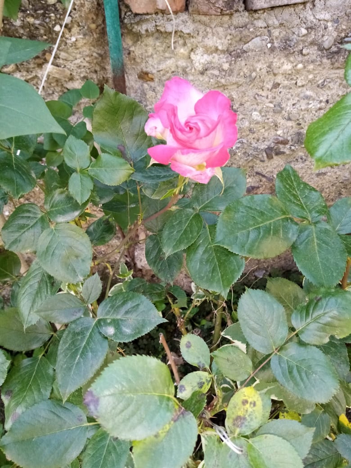 rose