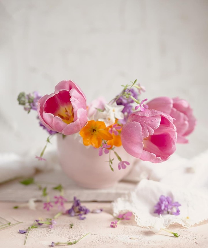 tulip