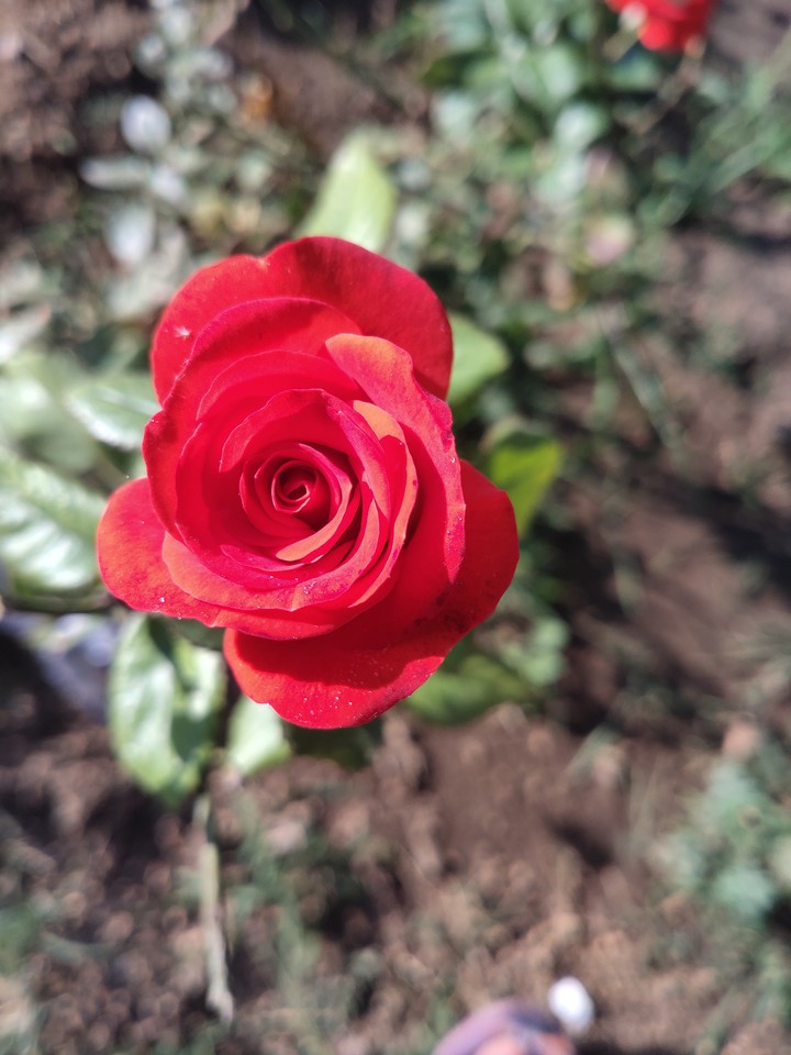 Rose