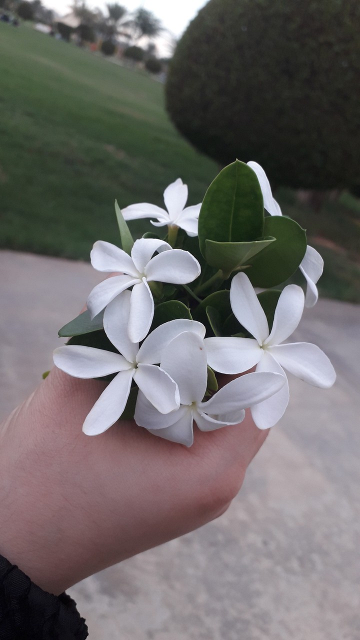 "Yasmeen" flowers