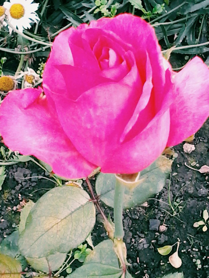 Rosa