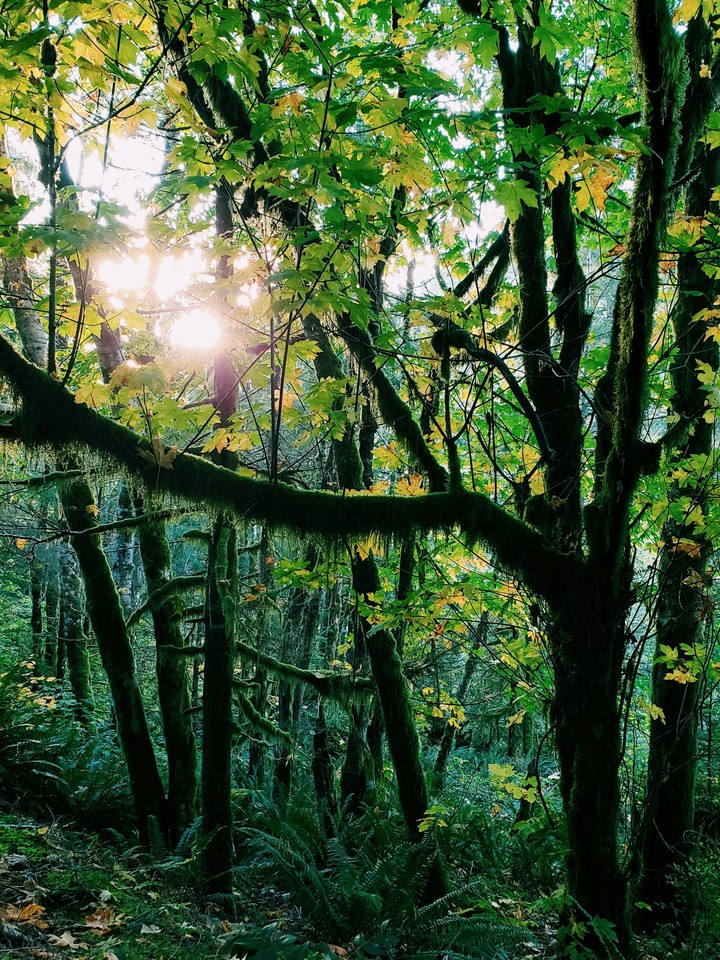 sunlight