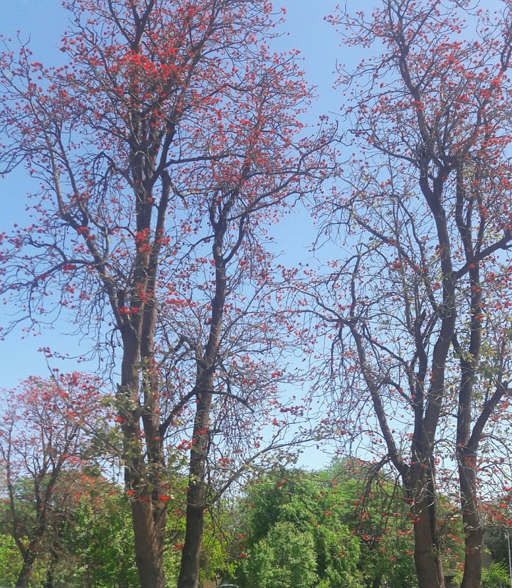 colors of capital