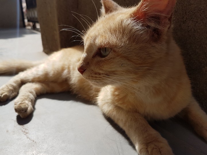 Cat