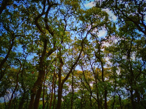 The forest of green.