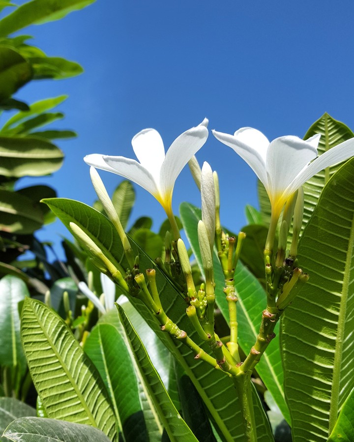 flowers in the blue sky