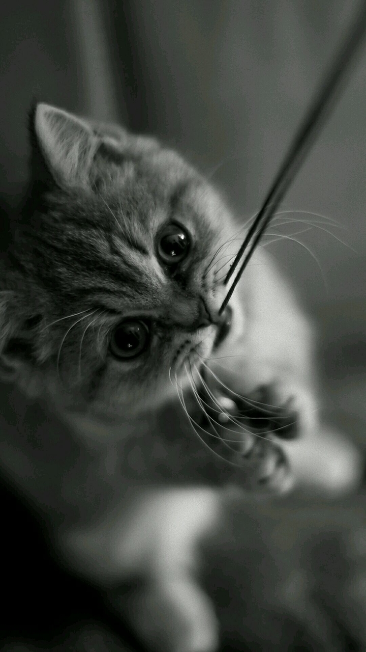 Who likes cats? How many of you