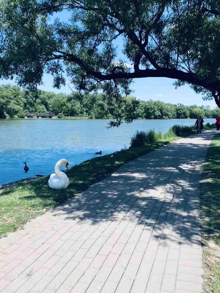 Swan
