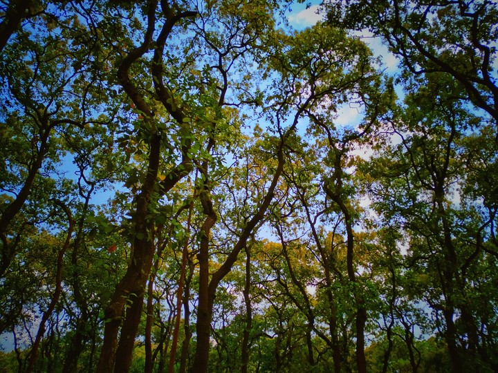The forest of green.