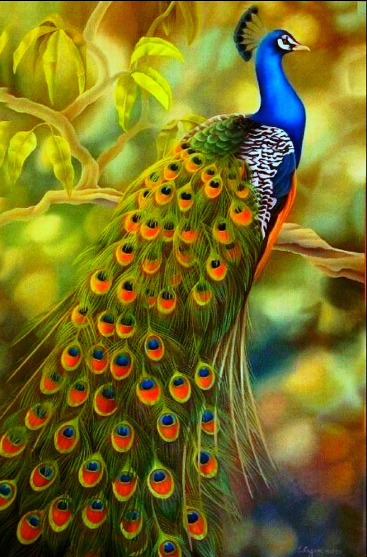 peacock