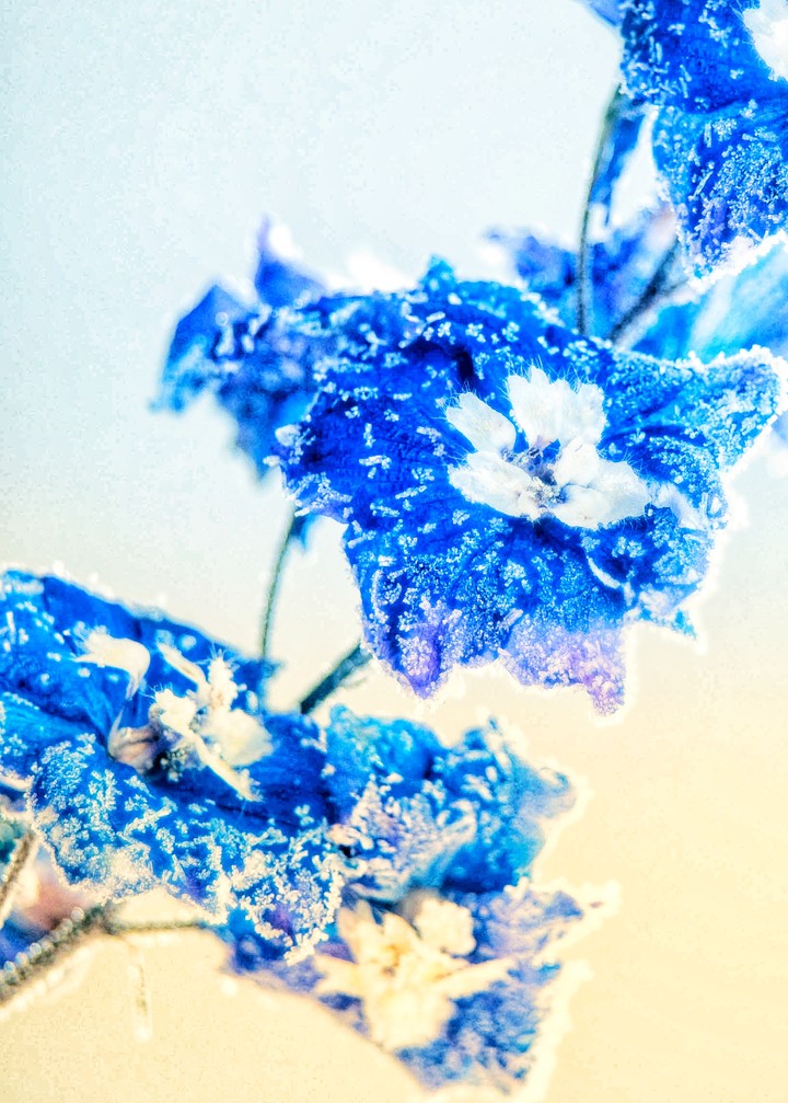 Frost.