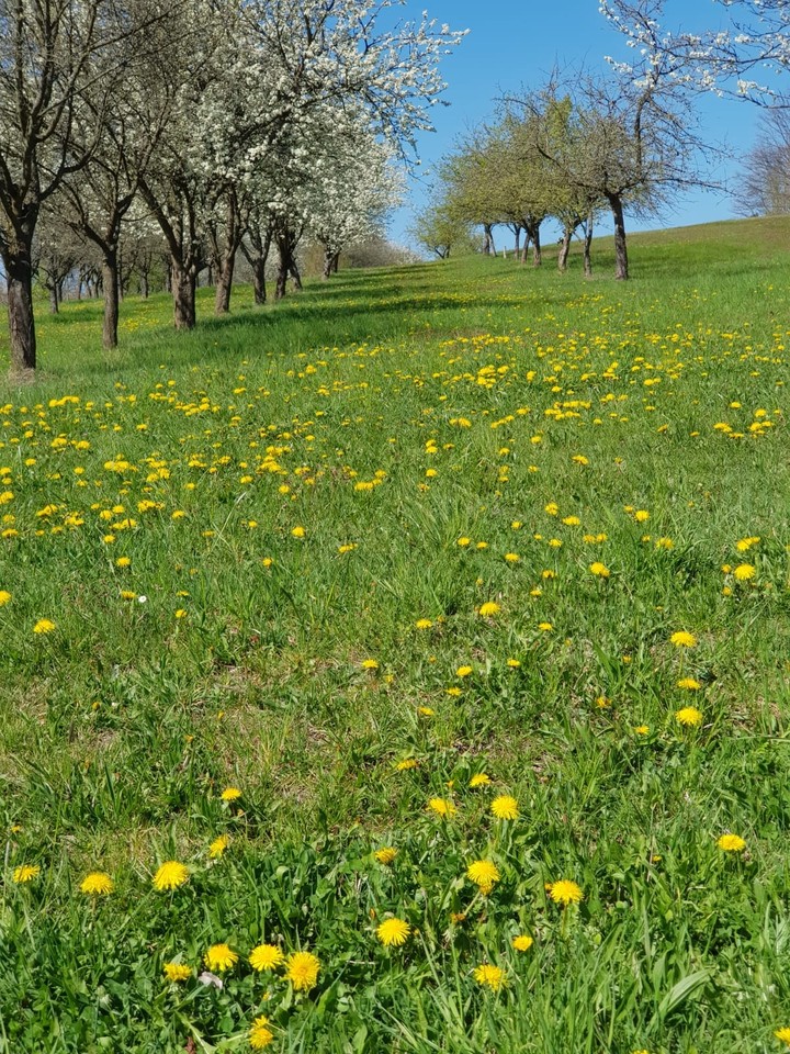 beautiful spring