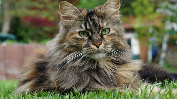 Lil' Maincoon Cat