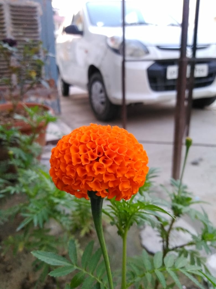 Flower