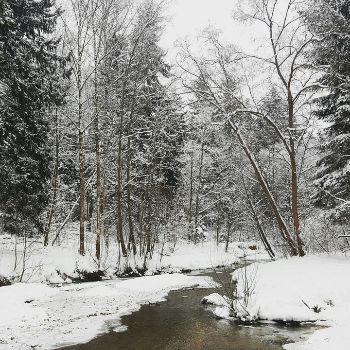 winter Forrest