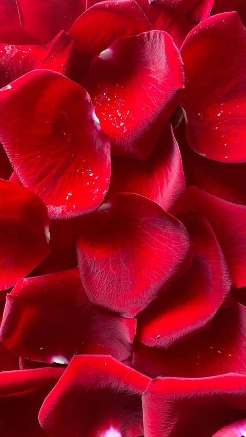 pink, rose háttérképek