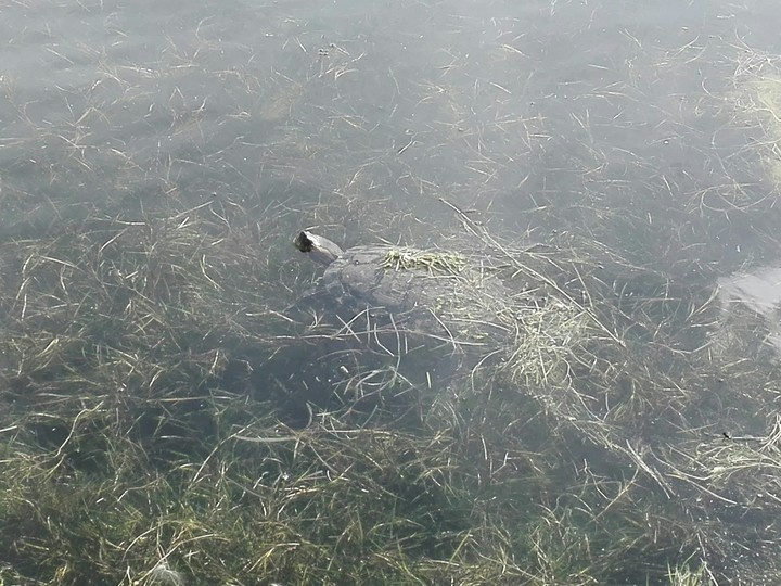 Tortuga
