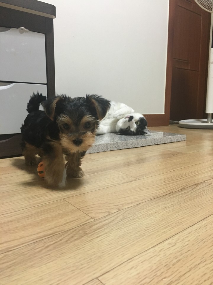 doreozo