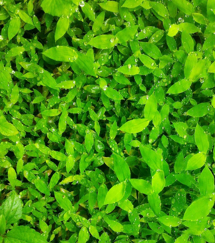 Boon Green