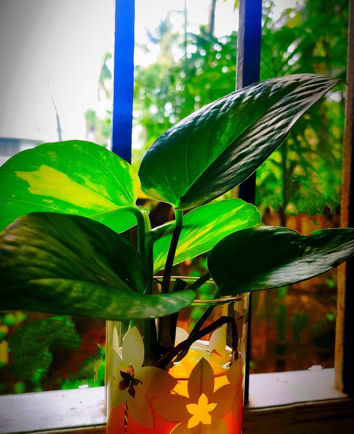 money plant