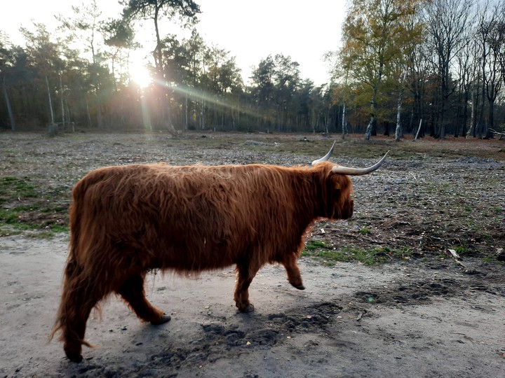 Wildlife