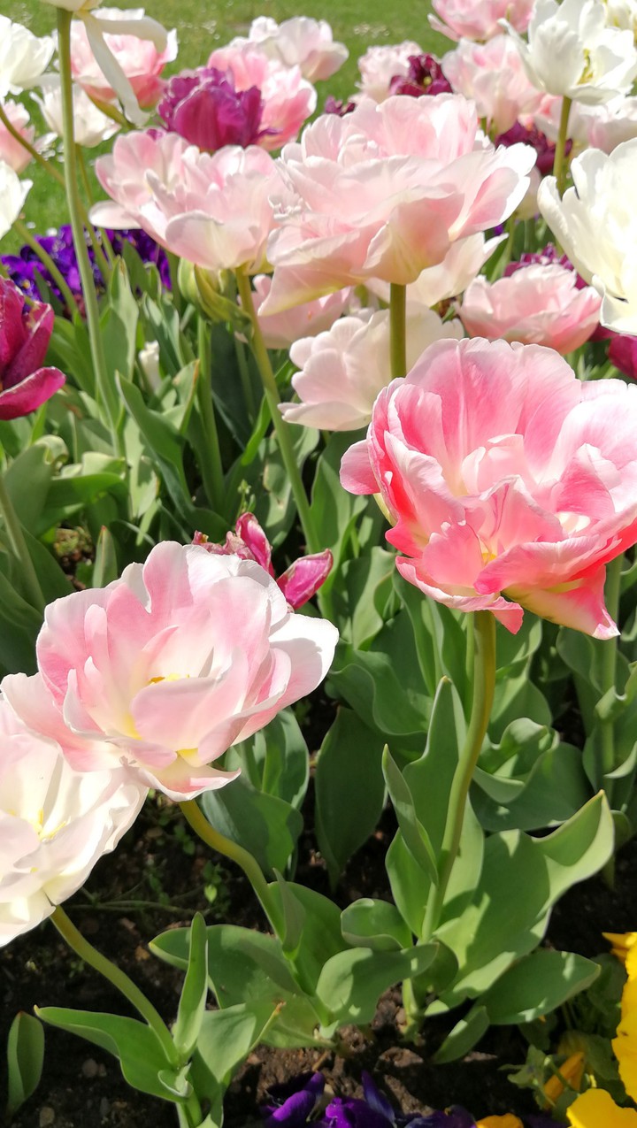 Tulpen
