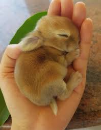 hase