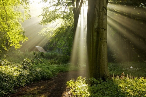 Magical Forest