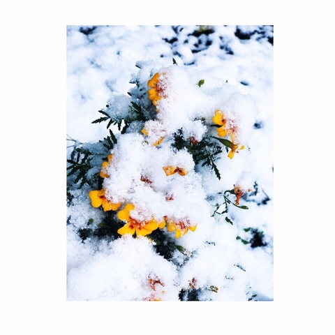 snow ❄️ and flowers